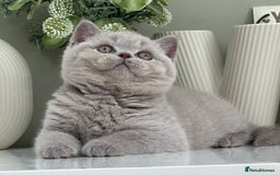 British Shorthair cats for sale: Stunning British Kittens - Image 2