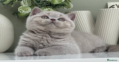 British Shorthair cats - Advert 12