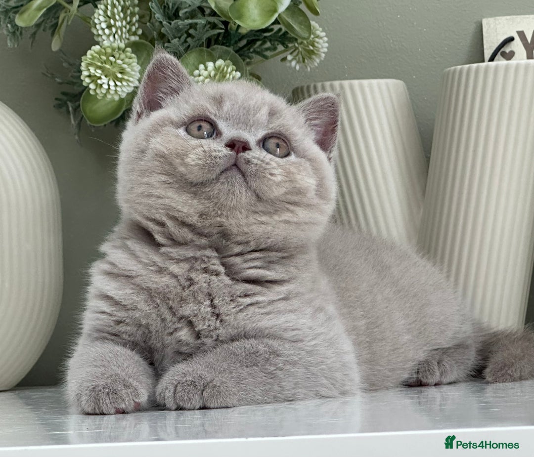 British Shorthair cats for sale: Stunning British Kittens - Image 2