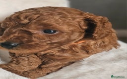 Miniature Poodle dogs for sale: Deep red Miniature Poodles  - Image 4