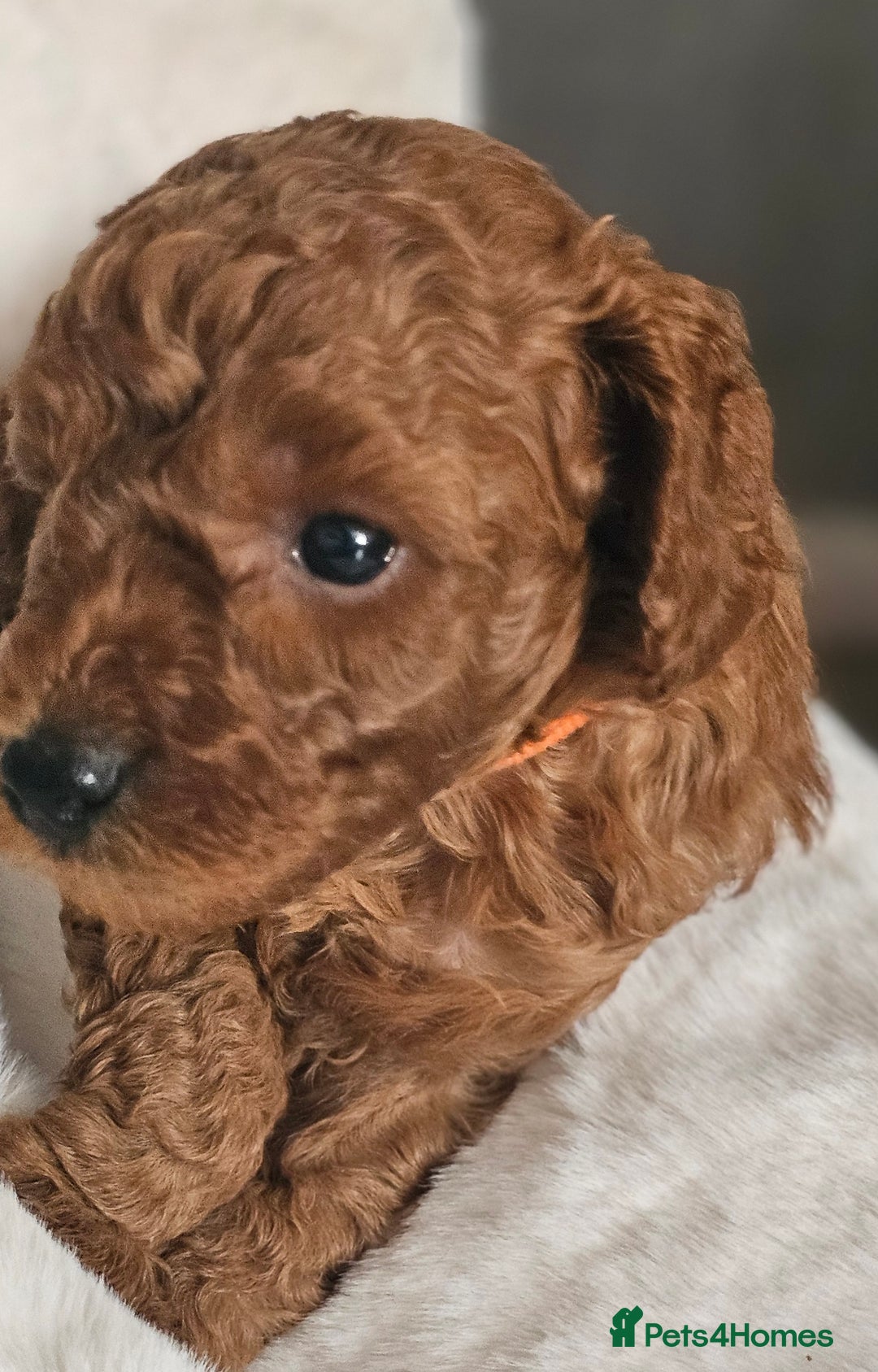 Miniature Poodle dogs for sale: Deep red Miniature Poodles  - Image 4