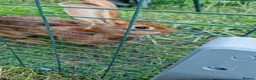 Belgian Hares rabbits for sale: Belgian hare female - Advert 2