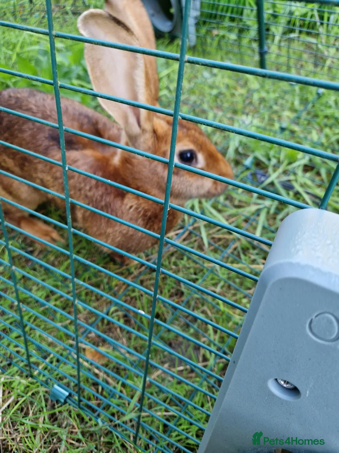 Belgian Hares rabbits for sale: Belgian hare female - Advert 2