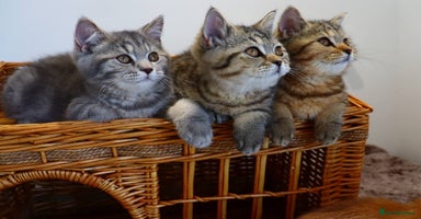 British Shorthair cats in Feltham - Advert 4