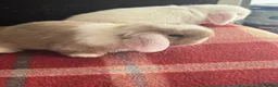 Mini Lop rabbits for sale: Gorgeous mini lop & lion lop babies (vaccinated)  in Llandysul - Advert 9