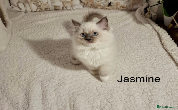 Ragdoll cats Purebred Ragdoll Kittens - TICA - YORKSHIRE - Advert 14
