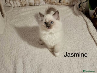 Ragdoll cats Purebred Ragdoll Kittens - TICA - YORKSHIRE - Advert 1