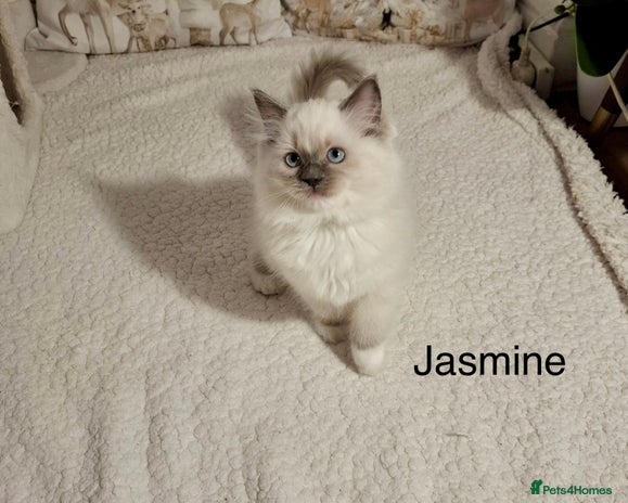 Ragdoll cats Purebred Ragdoll Kittens - TICA - YORKSHIRE - Advert 14