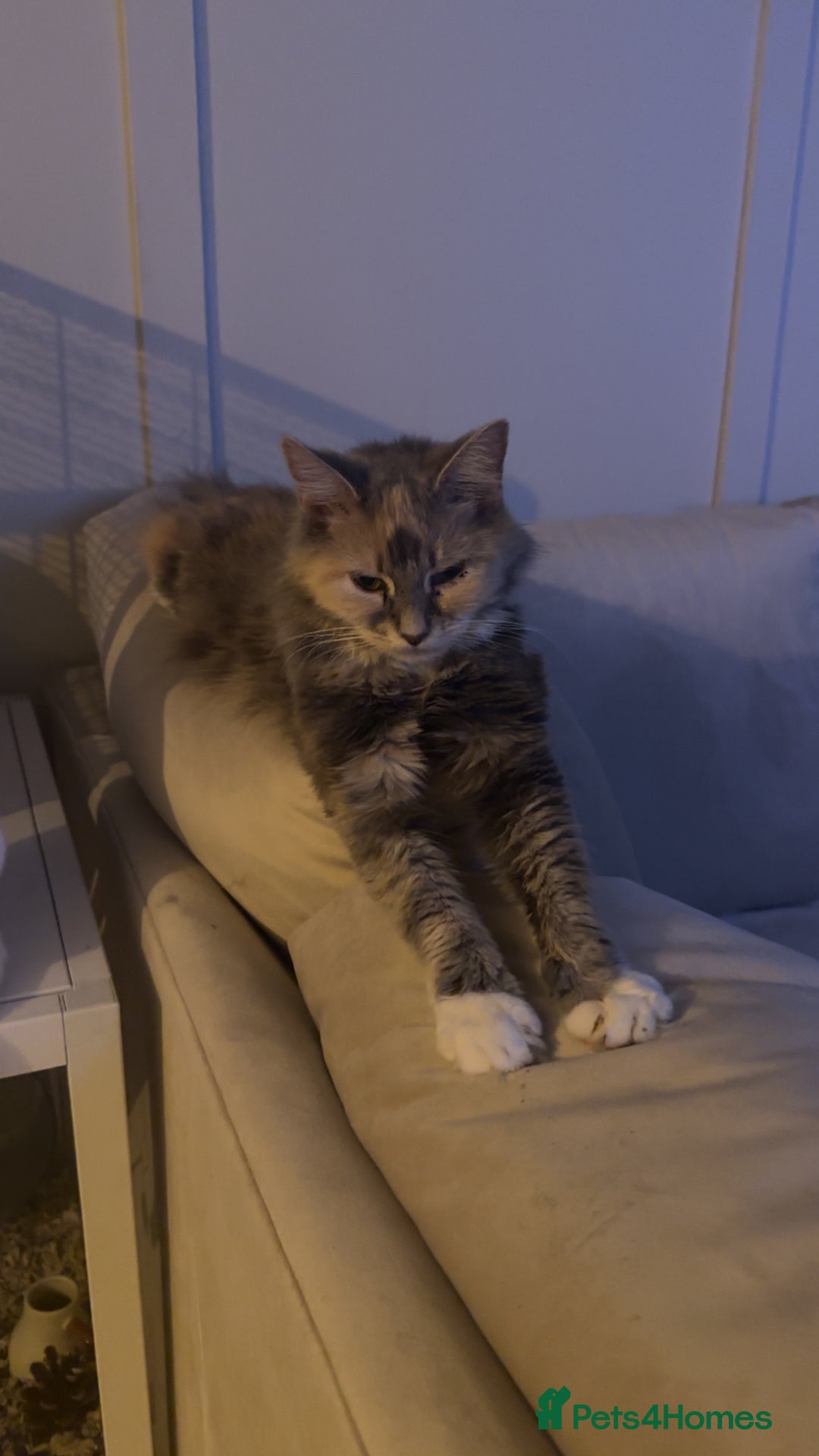 Mixed Breed cats for sale: Must go together  - Advert 4