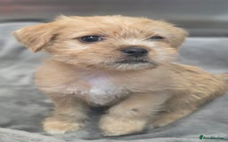 Mixed Breed dogs for sale: Jug puppies - Image 10
