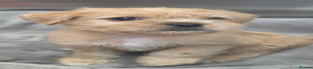 Mixed Breed Puppy 3