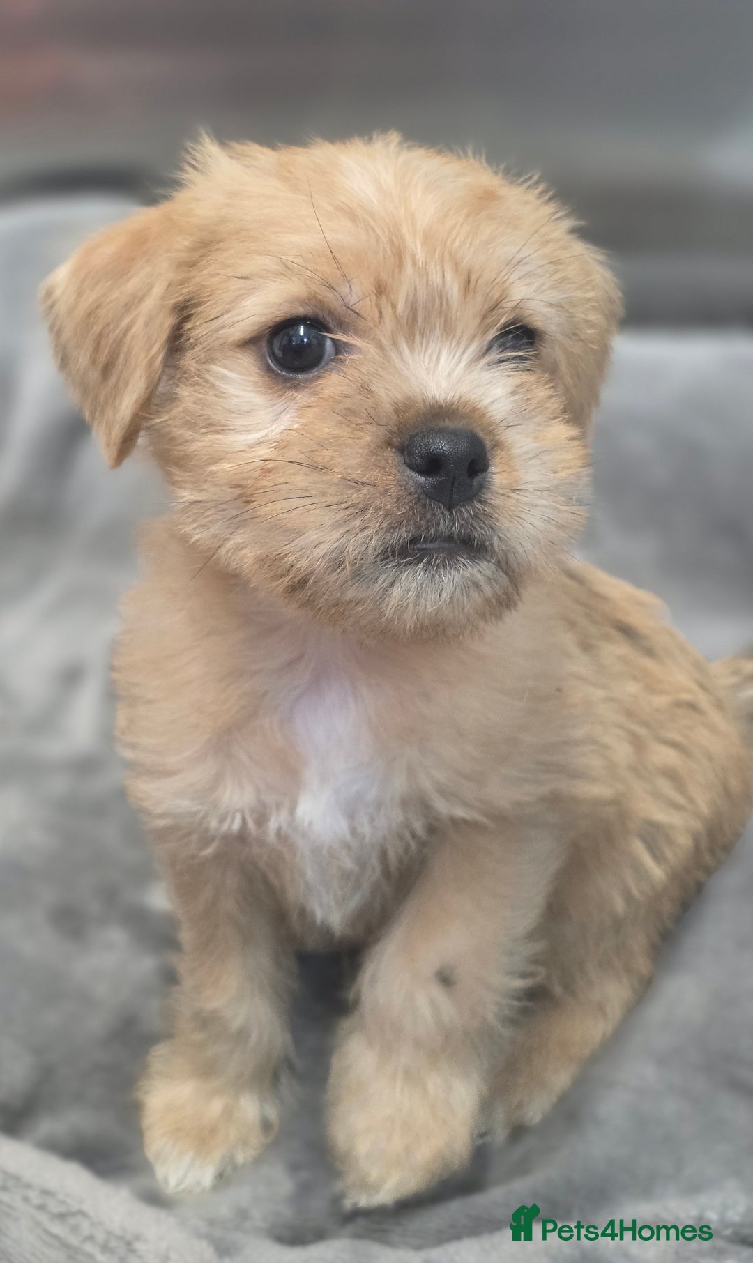 Mixed Breed dogs for sale: Jug puppies - Image 10
