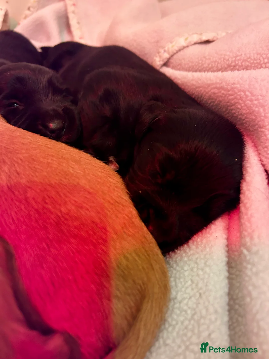 Cockerdor dogs for sale: Beautiful Cockerdors - Advert 7