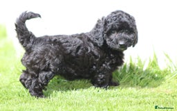 Cavapoochon dogs for sale: Beautiful Cavapoochon puppies for sale - Image 12