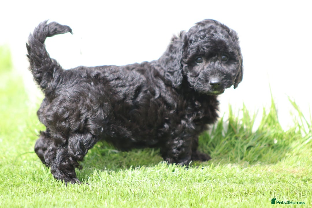 Cavapoochon dogs for sale: Beautiful Cavapoochon puppies for sale - Image 12