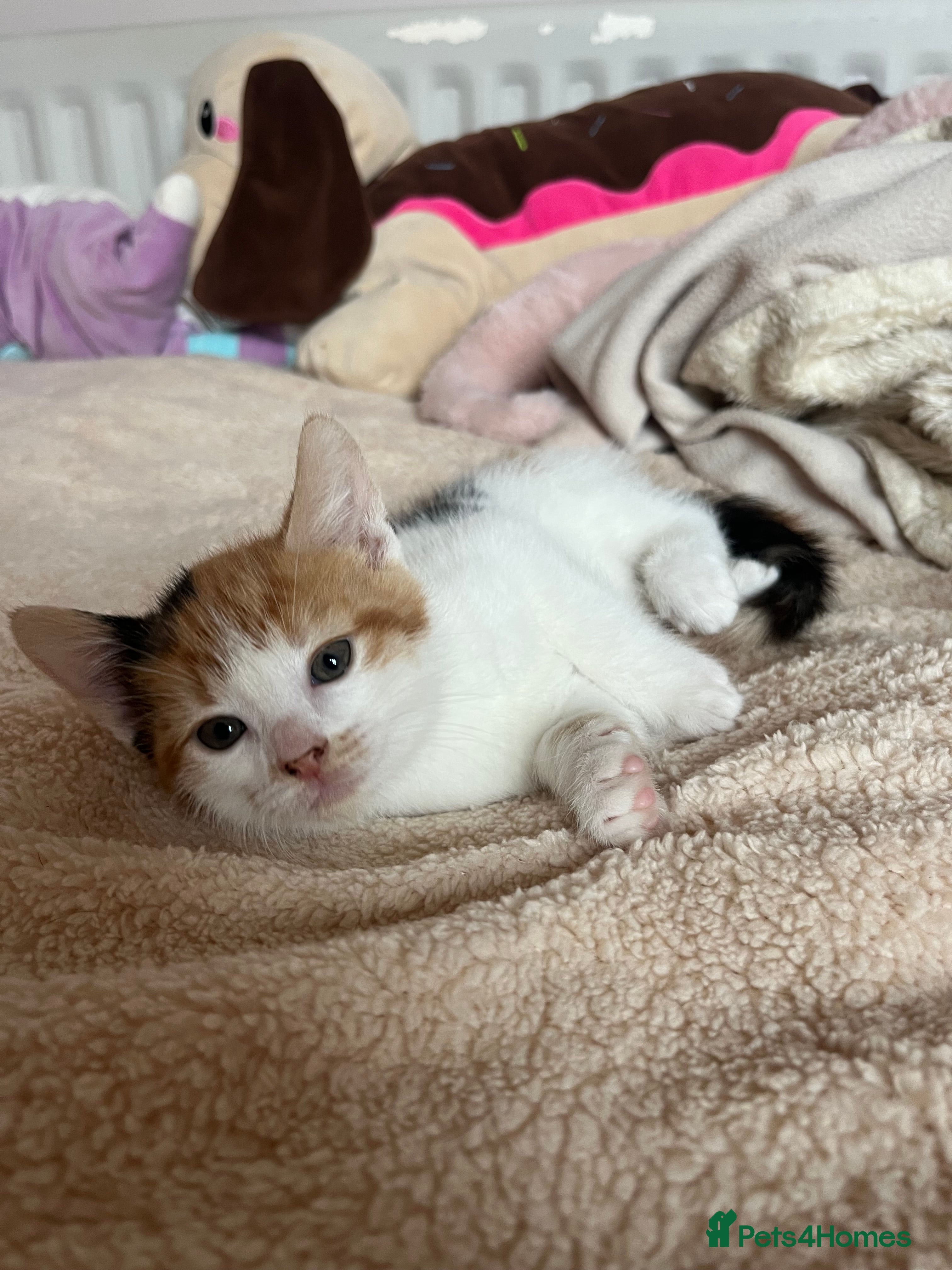 Mixed Breed cats Two Beautiful kittens for sale - Advert 2