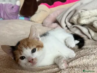 Mixed Breed cats Two Beautiful kittens for sale - Advert 20