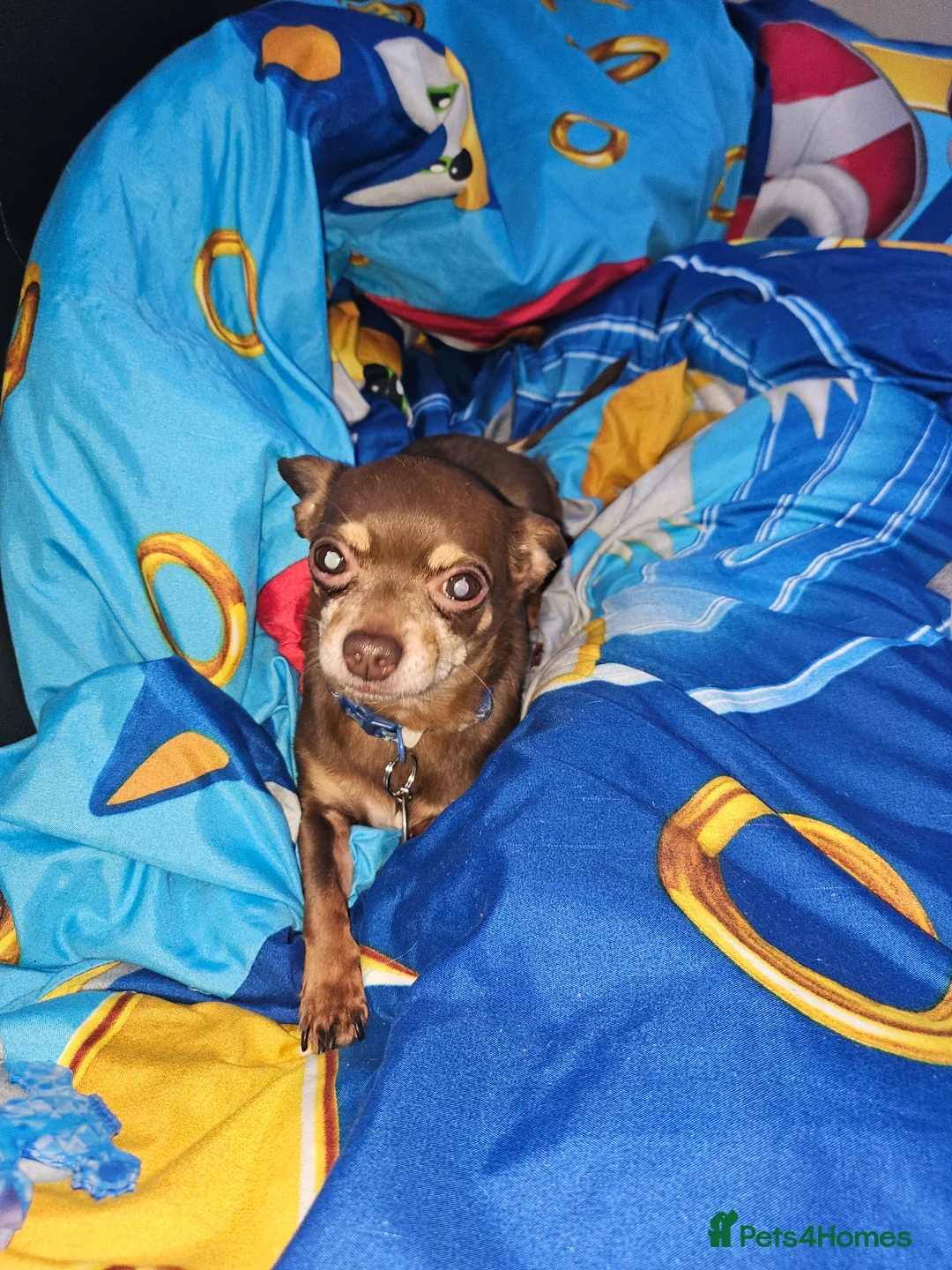 Chihuahua dogs for sale: Bobbie in Skegness - Advert 2