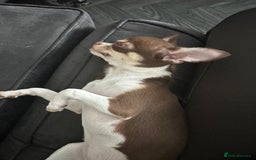 Chihuahua dogs for sale: Tiny chihuahua puppies KC in Coventry - Image 18