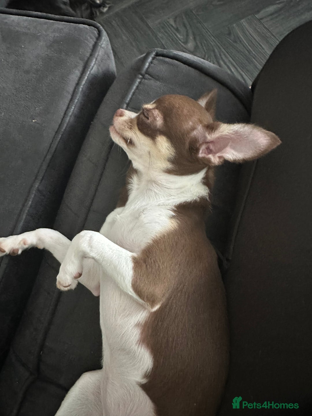 Chihuahua dogs for sale: Tiny chihuahua puppies KC in Coventry - Image 18