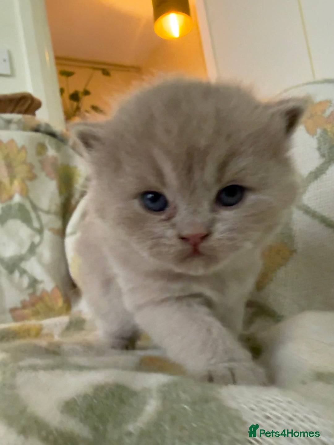 British Shorthair cats for sale: Beautiful GCCF and TICA reg British Shorthair  - Advert 9