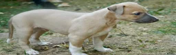 Whippet dogs for sale: Crufts winning parents - Advert 6