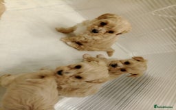 Maltipoo dogs for sale: Maltipoo  - Image 4