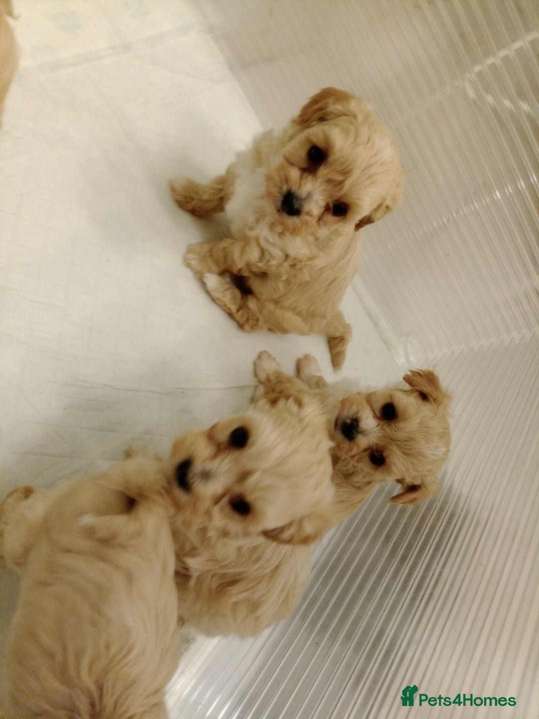 Maltipoo dogs for sale: Maltipoo  - Image 4
