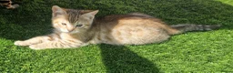 Mixed Breed cats for sale: Half bengal kittens - Advert 5