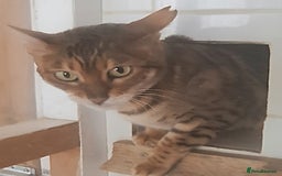 Bengal cats for sale: SBT Tica Bengal  retired female Bianca  - Advert 6