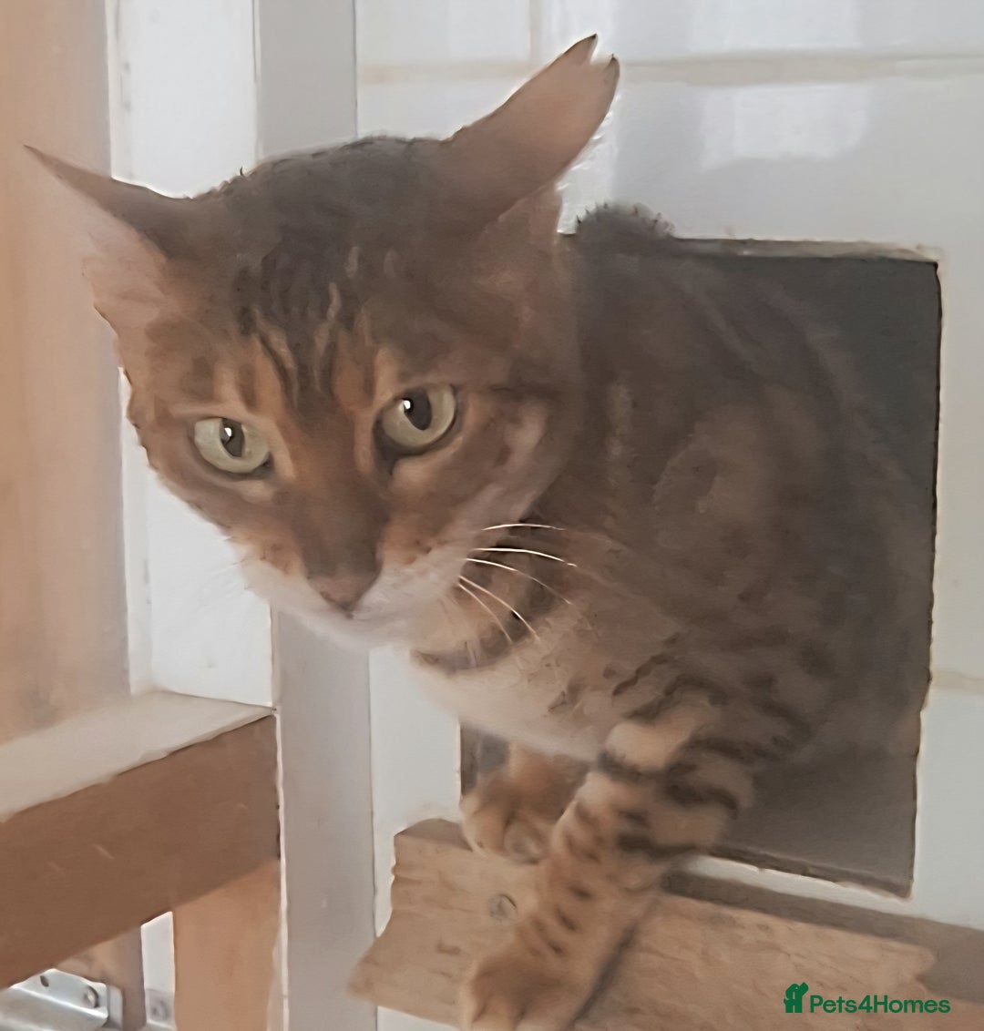 Bengal cats for sale: SBT Tica Bengal  retired female Bianca  - Advert 6