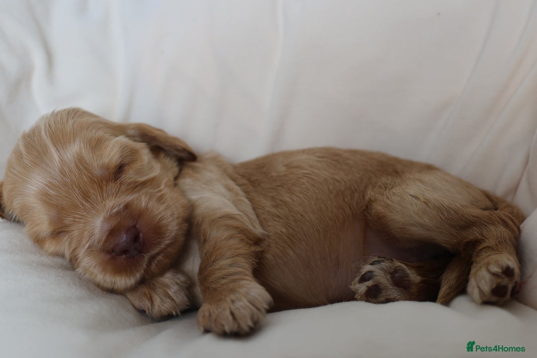 Cocker Spaniel dogs for sale: Beautiful family SHOW cocker spaniels - Image 14