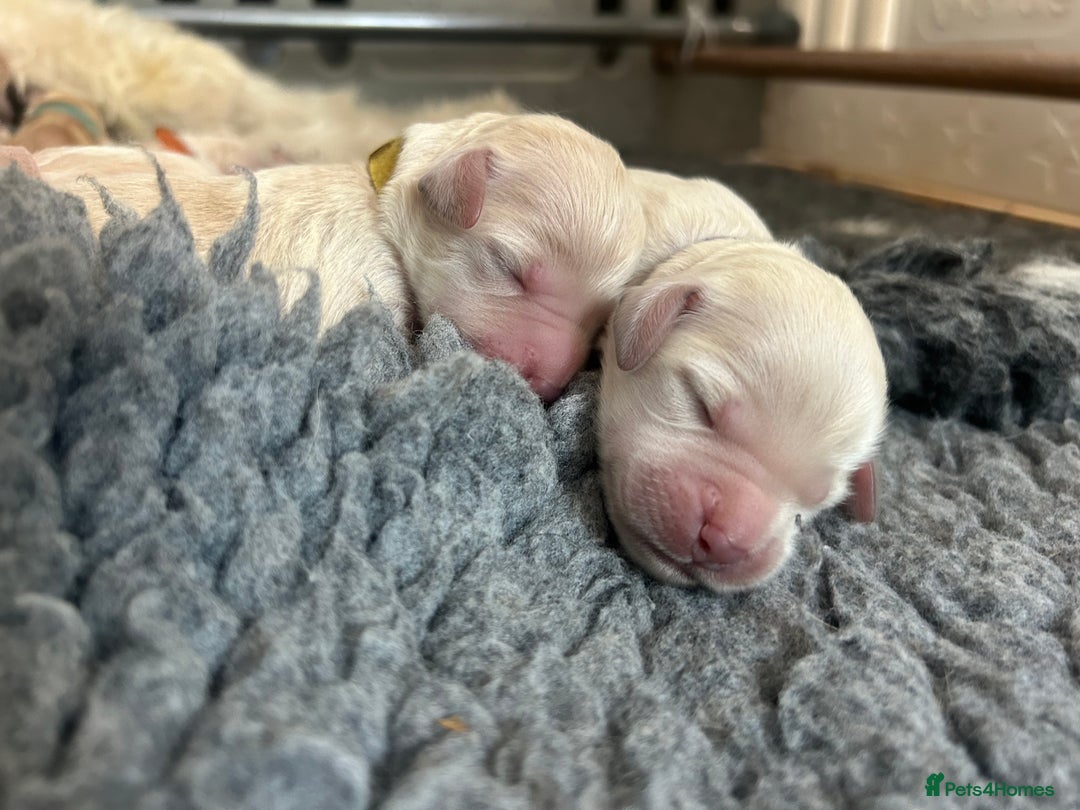 Double Doodle dogs for sale: Double doodle litter born 24/07/25 - Image 24