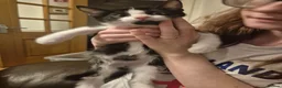 Mixed Breed cats for sale: Beautiful kittens for sale - Advert 4