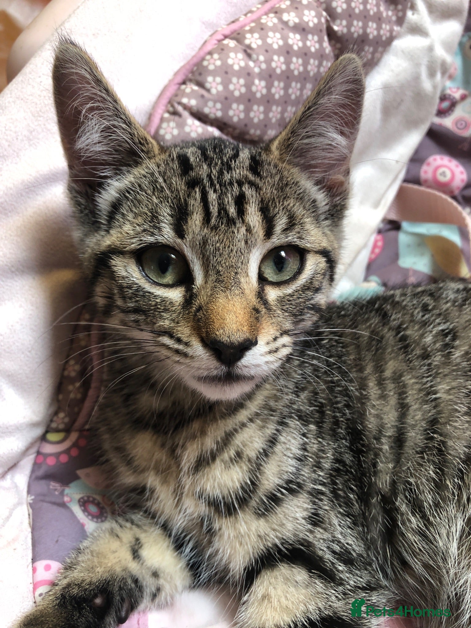 Mixed Breed cats Kittens for sale  - Advert 1