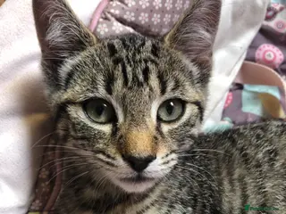 Mixed Breed cats Kittens for sale - Advert 1