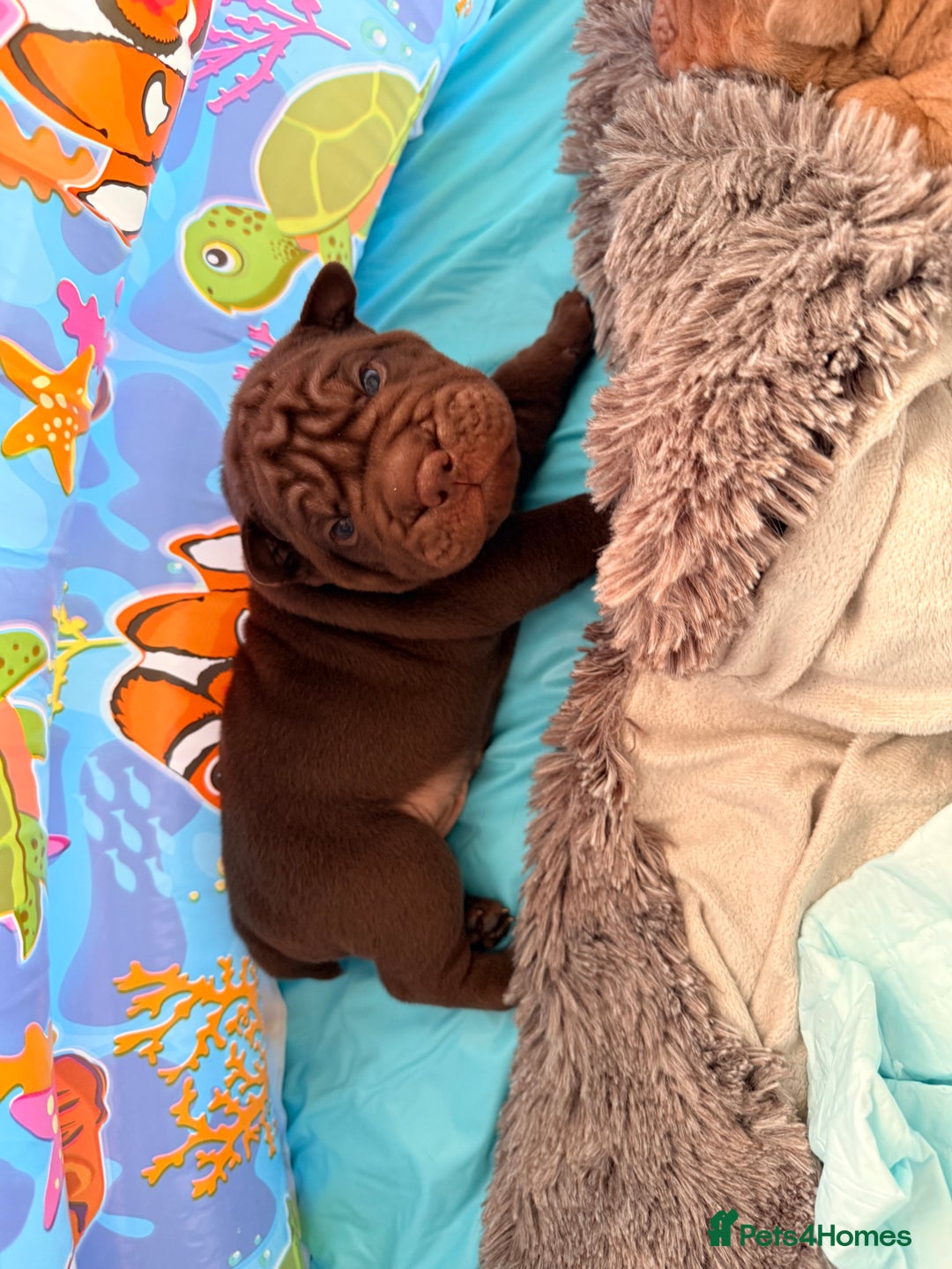 Mixed Breed dogs for sale: Bullpei Puppies 🐶 Purple One Left  - Advert 15