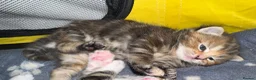 Mixed Breed cats for sale:  Beautiful half Maine coon kittens  - Advert 6