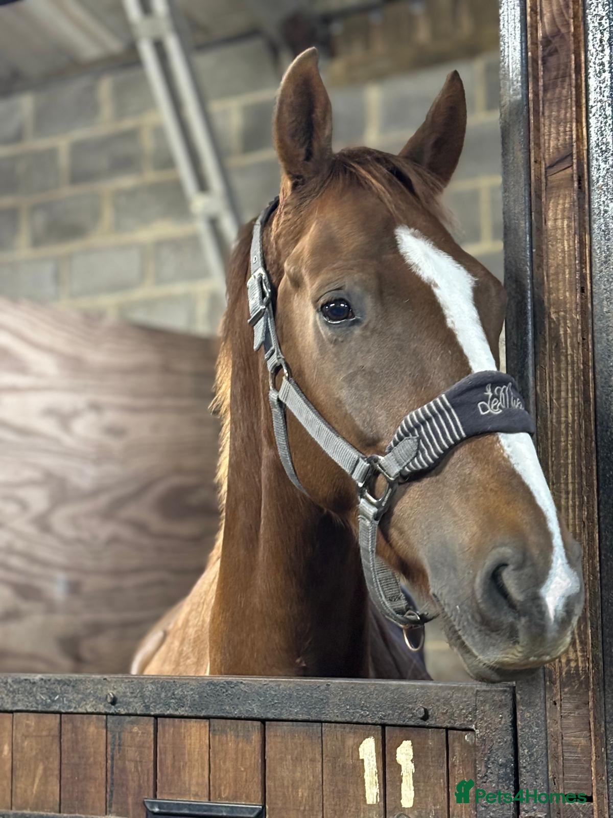 Irish Draught horses LANGALLER LIGHT FANTASTIC – CHARLIE - Advert 1