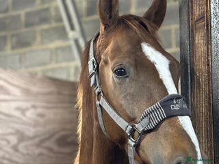 Irish Draught horses LANGALLER LIGHT FANTASTIC – CHARLIE - Advert 11