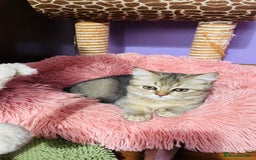 Scottish Fold cats for sale: Last boy available ❤️ looking for new 🏠 - Image 9