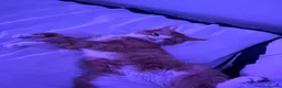 Mixed Breed cats for sale: Oaklyn and milo  - Advert 2