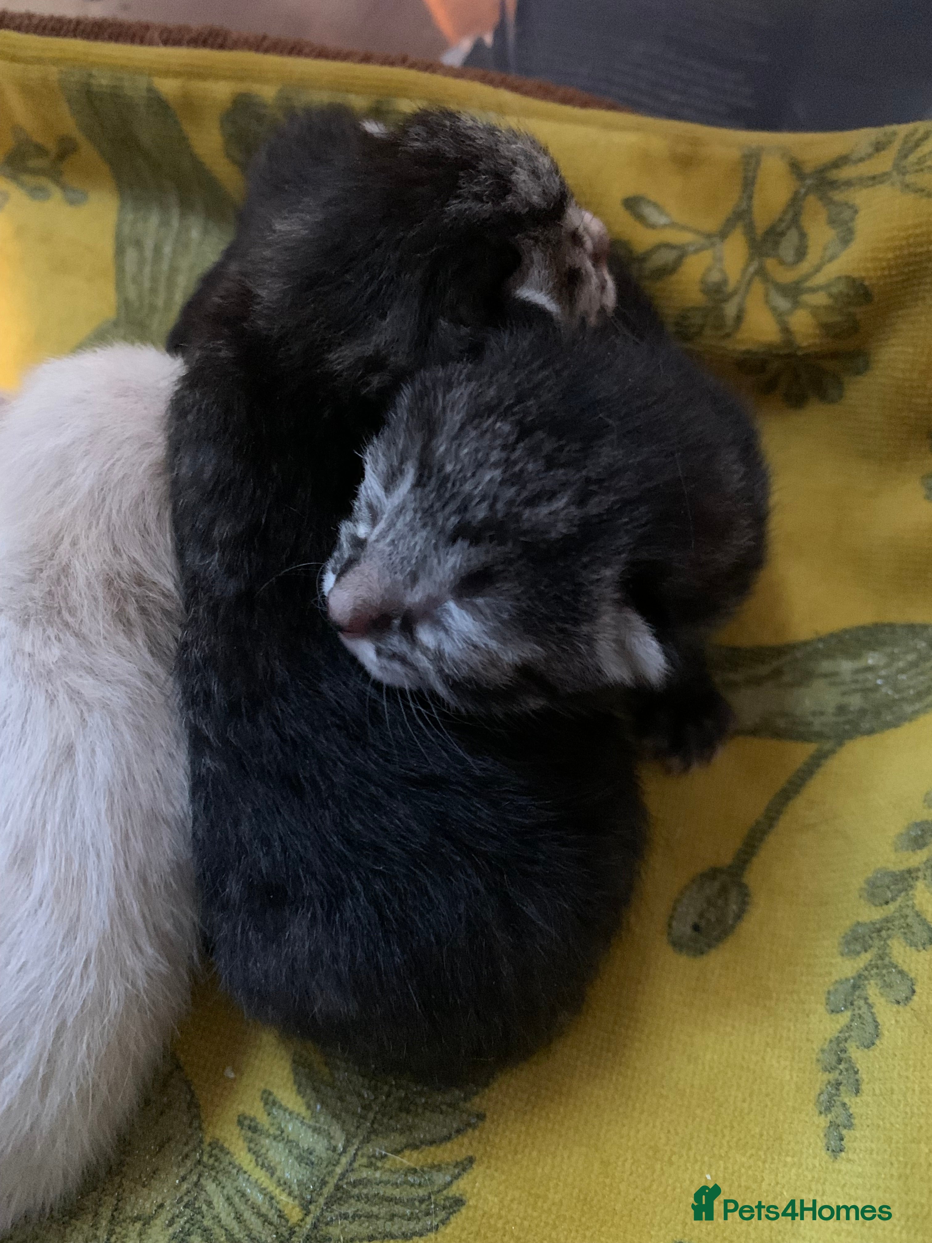 Siamese cats 🐾✨ White Siamese Maggir Became a Mum! ✨🐾 - Advert 3