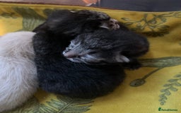 Siamese cats for sale: 🐾✨ White Siamese Maggir Became a Mum! ✨🐾 - Image 1