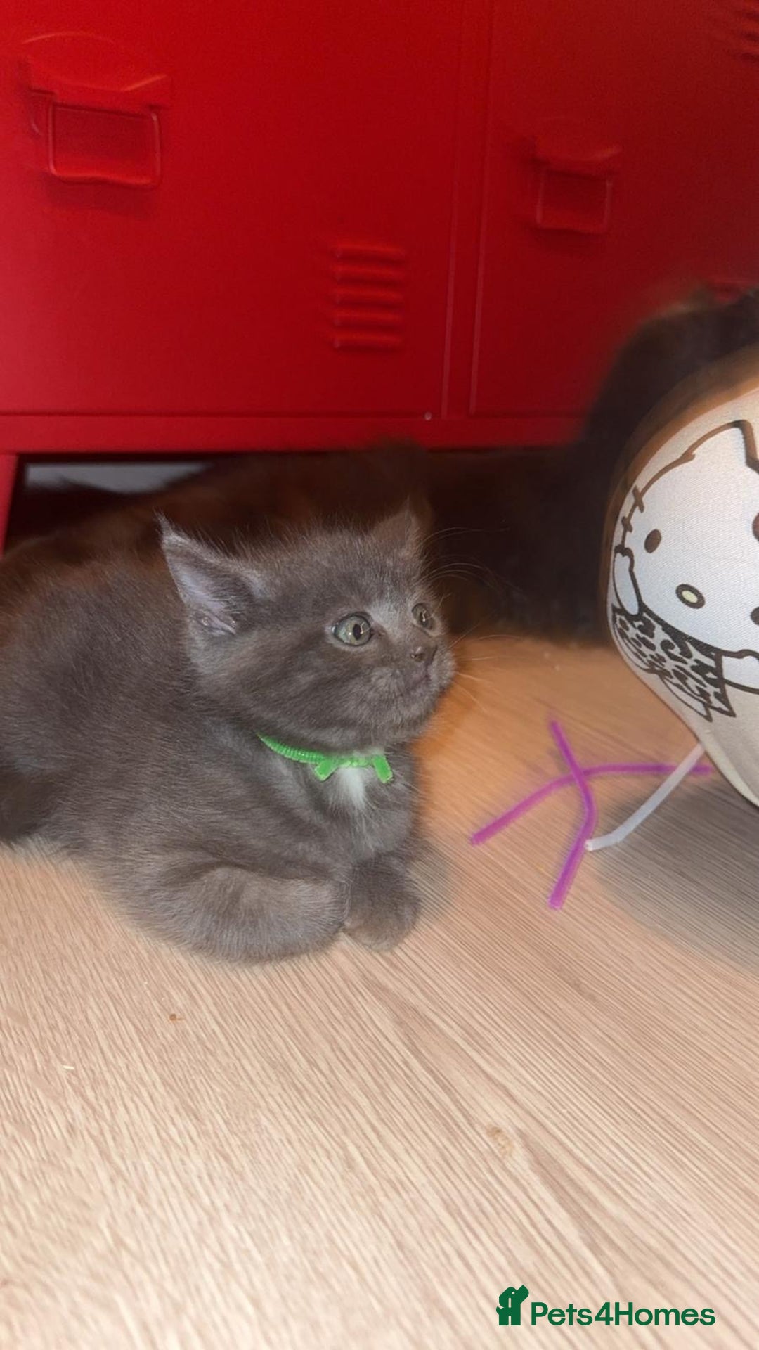 Mixed Breed cats for sale: Mainecoon cross - Advert 16