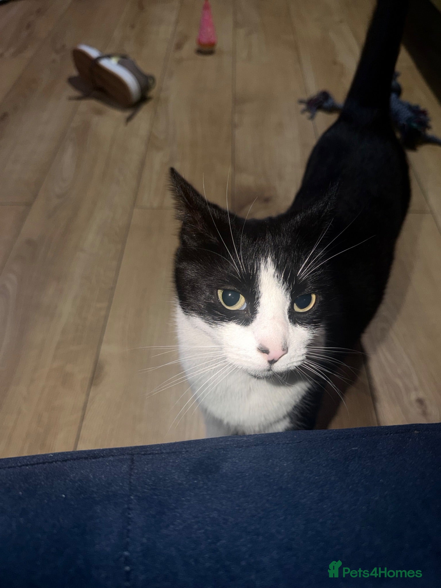 Domestic Shorthair cats 3 and a half year old cat - Advert 2