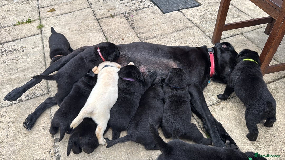 Labrador Retriever dogs for sale: Gorgeous Labrador Puppies - only 5 remaining!! - Image 10