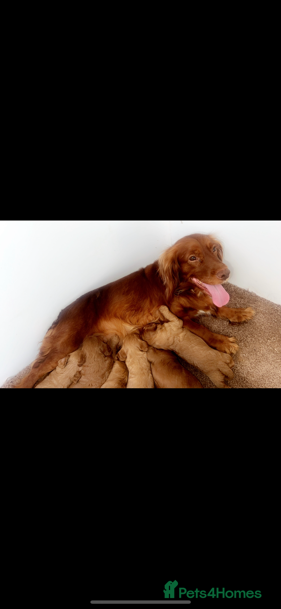 Cockapoo dogs for sale: Red Cockerpoo Puppies - Image 13