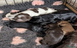 Cocker Spaniel dogs for sale: Show type cocker spaniels - Image 6