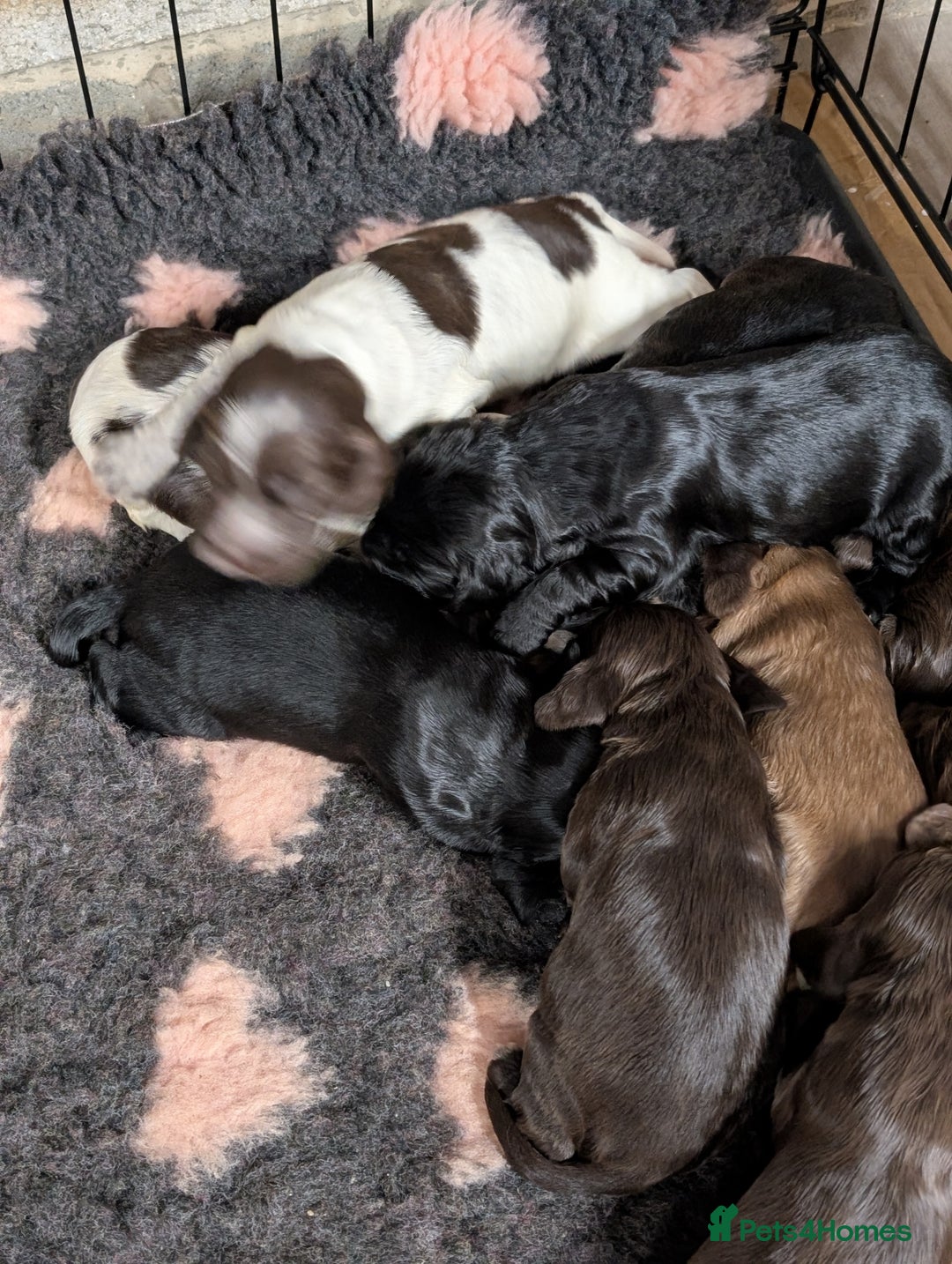 Cocker Spaniel dogs for sale: Show type cocker spaniels - Image 6
